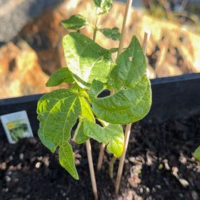 Photo of the plant species Common Bean by @PoeticPuka92 named Denali on Greg, the plant care app