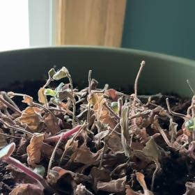 Photo of the plant species Baby Bunny Bellies by @HJW named Thumper on Greg, the plant care app
