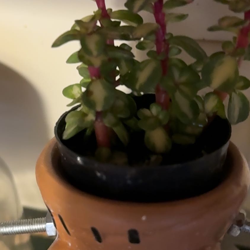 Photo of the plant species elephant bush by @HJW named Dumbo on Greg, the plant care app
