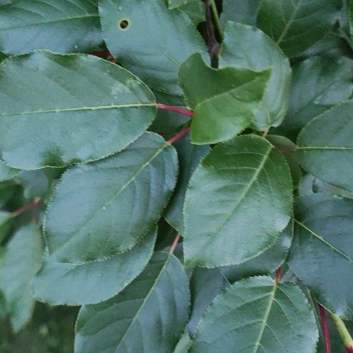 Photo of the plant species Salal by @HeroicNapaea59 named Ulysses S Plant on Greg, the plant care app