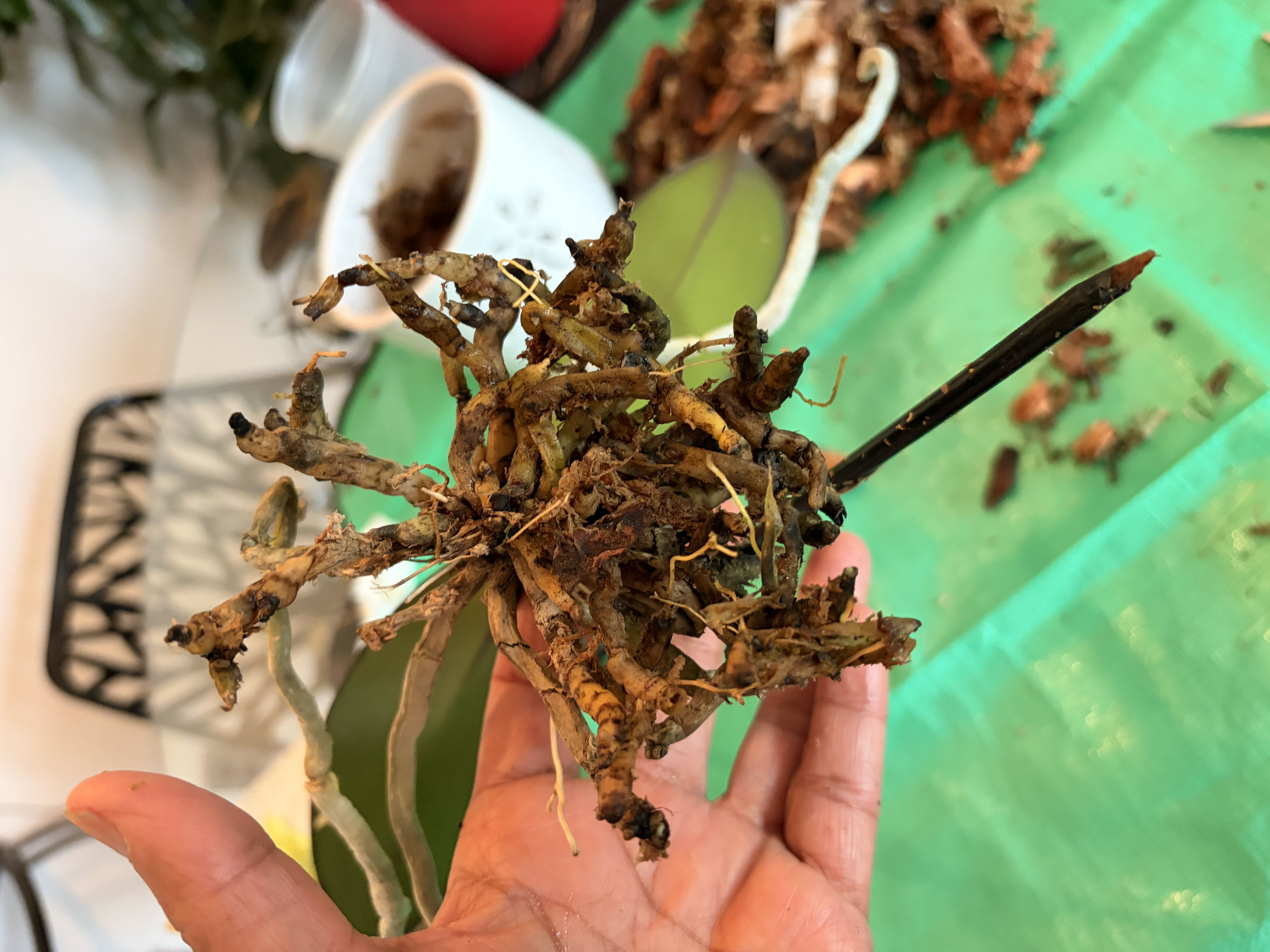 Photo from the post
