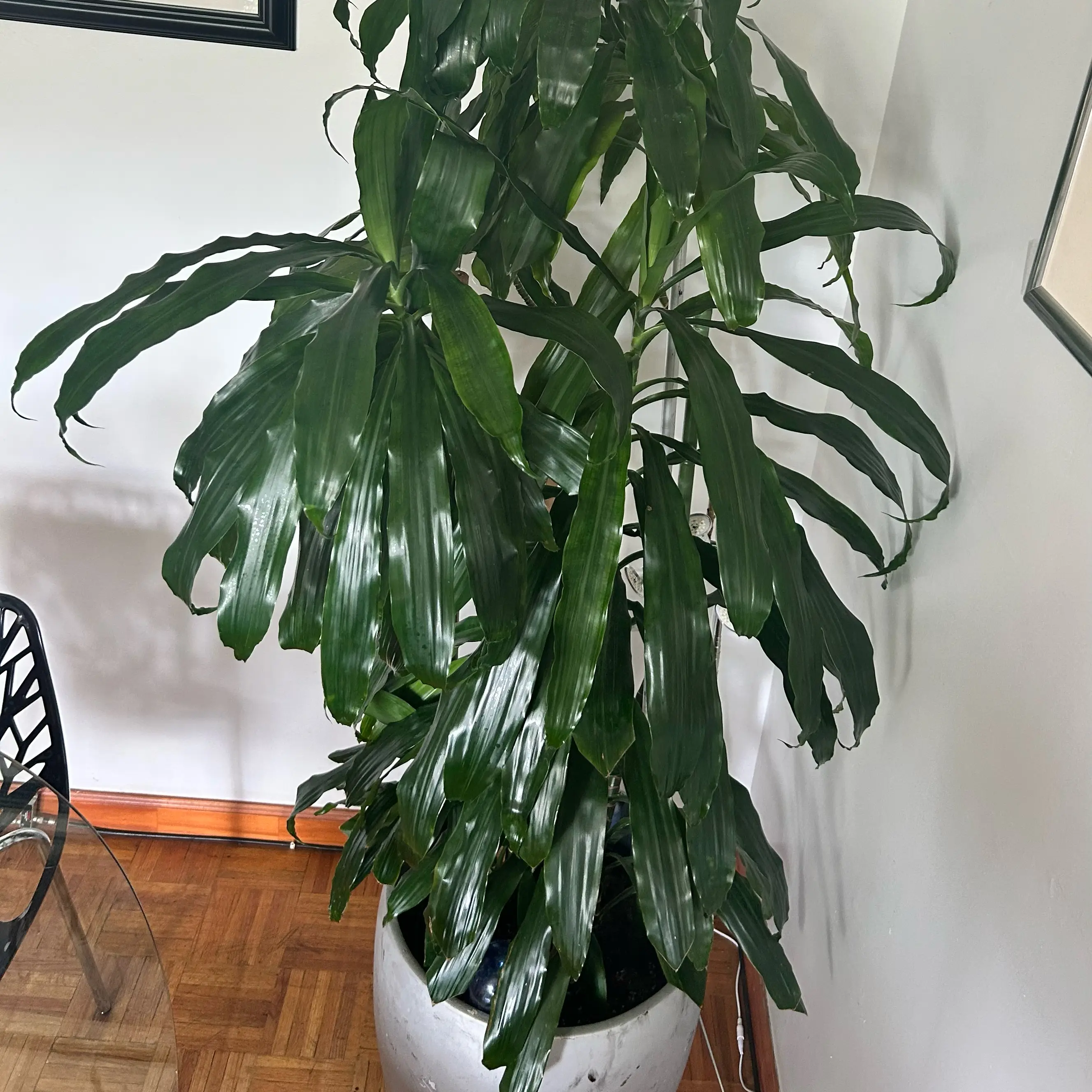 Photo of the plant species Dracaena Elegance by @Plantlover4ever named Bruce Lee on Greg, the plant care app