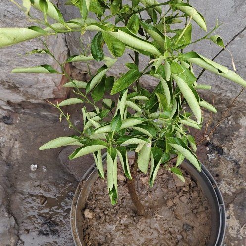 Photo of the plant species Tree Tobacco by @JuicyAster9 named Gaga on Greg, the plant care app