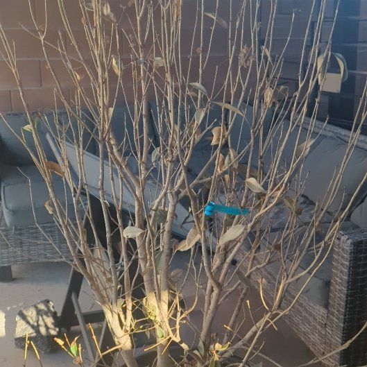 Photo of the plant species Eastern Baccharis by @HeartyCoojong68 named Forrest on Greg, the plant care app