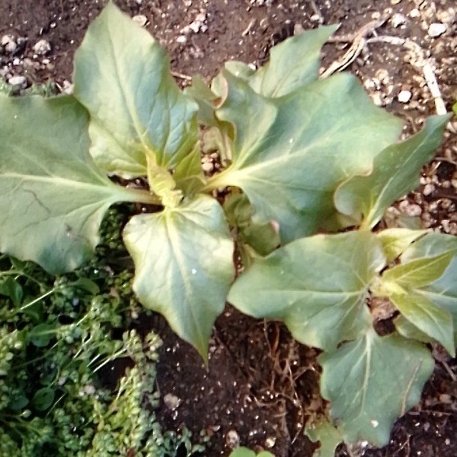 Photo of the plant species White Henbane by @JocundCoojong22 named Treeyoncé on Greg, the plant care app