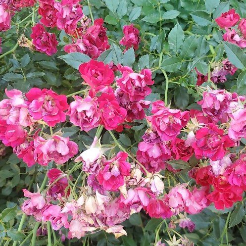 Photo of the plant species Red Drift Rose by @NewMoonwort85 named Darwin on Greg, the plant care app