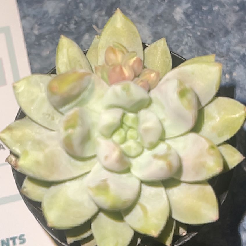 Photo of the plant species Sedeveria 'Lilac Mist' by @FreePansy5 named Taylor Swift on Greg, the plant care app