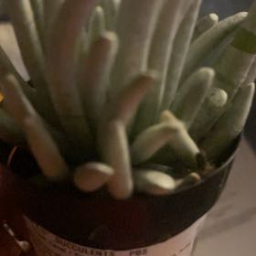 Photo of the plant species Senecio scaposus by @FreePansy5 named Stella on Greg, the plant care app