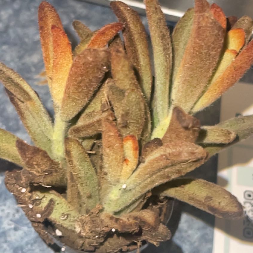 Photo of the plant species Cinnamon Panda Plant by @FreePansy5 named Xena on Greg, the plant care app
