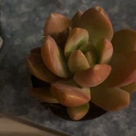 Photo of the plant species Graptosedum 'Copper Glow' by @FreePansy5 named McKinley on Greg, the plant care app