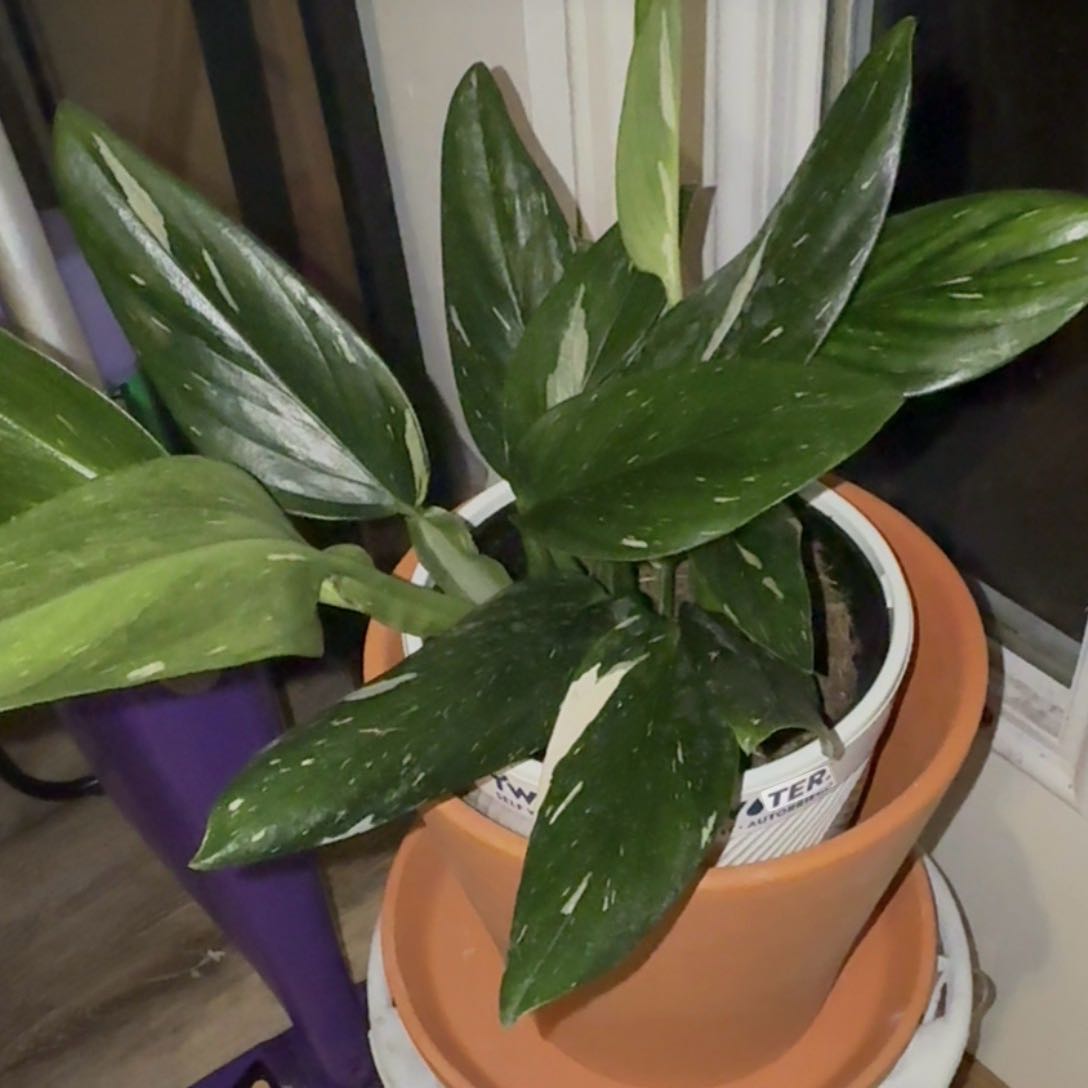 Photo of the plant species monstera standleyana by @UltraKowhai58 named Taylor Swift on Greg, the plant care app