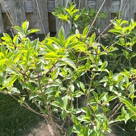 Photo of the plant species Border Forsythia by @VitalRadish73 named Harmony on Greg, the plant care app