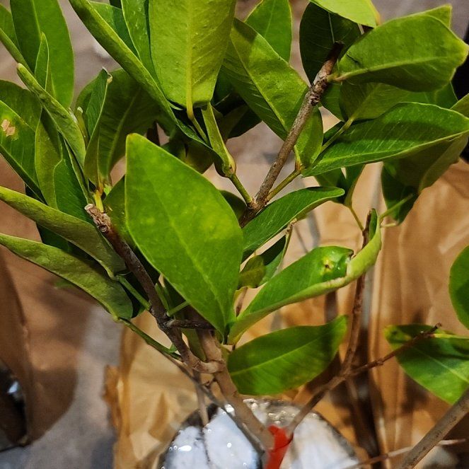 Photo of the plant species Java-Apple by @GemCrossberry53 named Nithin on Greg, the plant care app