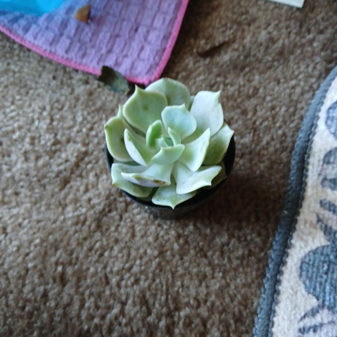 Photo of the plant species Echeveria 'Fleur Blanc' by @painteater named reverie on Greg, the plant care app