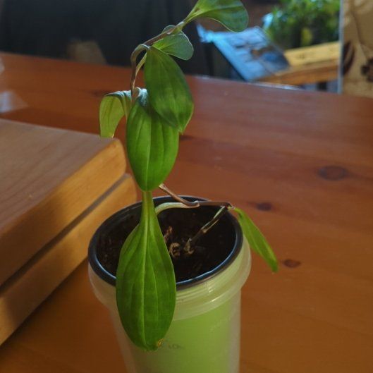 Photo of the plant species Toad Lily 'Alba' by @FestalAlula78 named Peter Parker on Greg, the plant care app