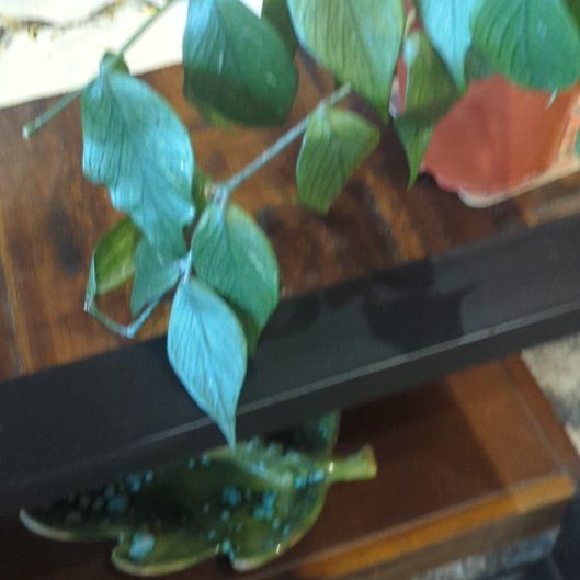 Photo of the plant species Fishtail Hoya by @FestalAlula78 named Sanders on Greg, the plant care app