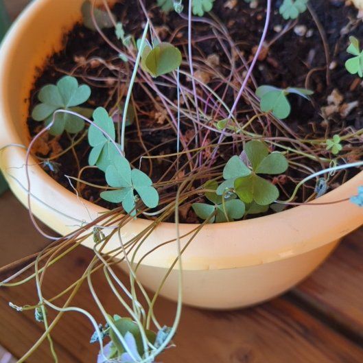 Photo of the plant species Jointed Woodsorrel by @FestalAlula78 named Winston on Greg, the plant care app