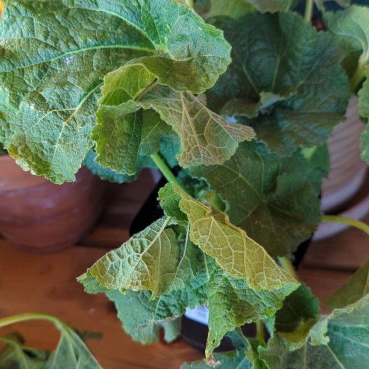 Photo of the plant species Hollyhock by @FestalAlula78 named Shakira on Greg, the plant care app