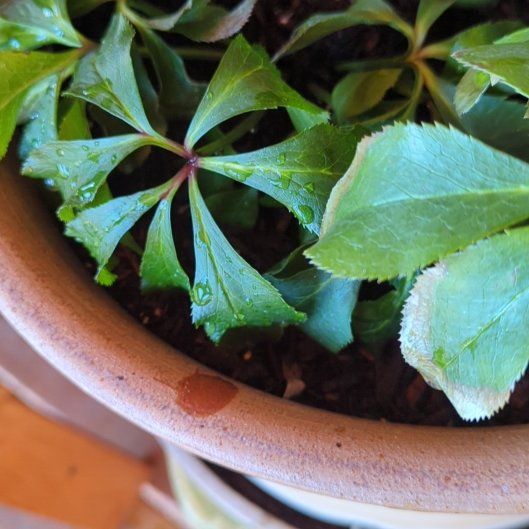 Photo of the plant species Lenten Rose by @FestalAlula78 named Sproutacus on Greg, the plant care app