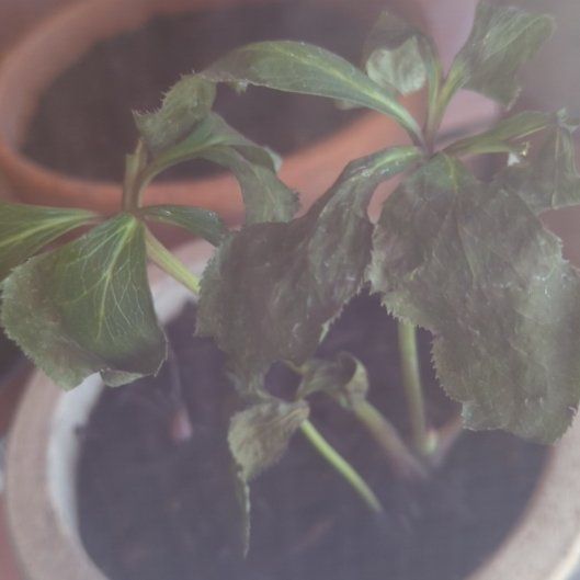 Photo of the plant species Lenten Rose by @FestalAlula78 named Athena on Greg, the plant care app