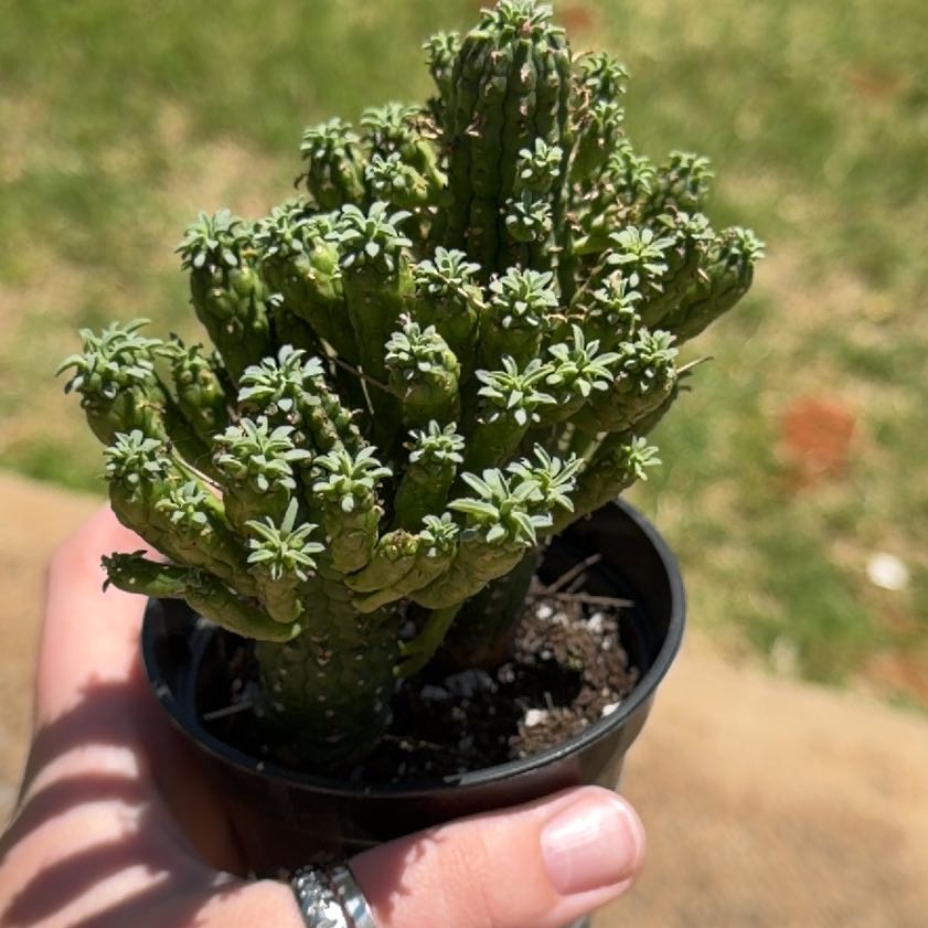 Photo of the plant species Spanish Stonecrop by @CactusChaos25 named Madonna on Greg, the plant care app
