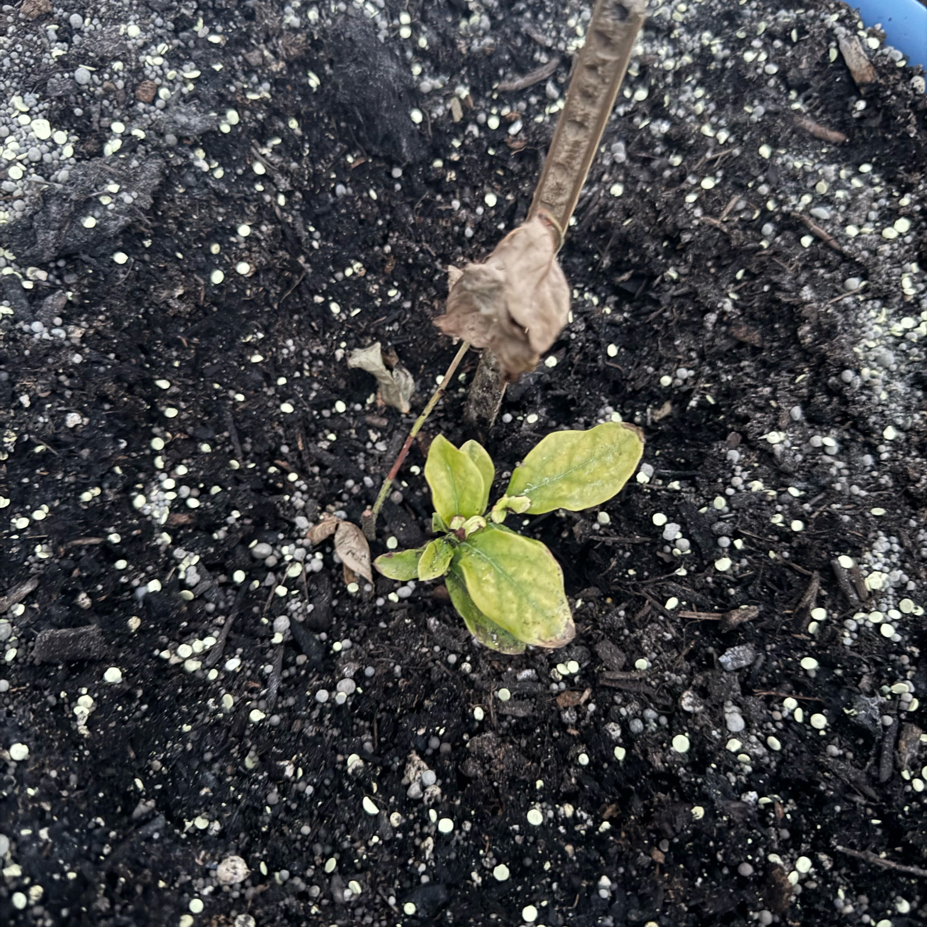 Photo of the plant species Blueberry by @StaunchPinoak32 named Zion on Greg, the plant care app