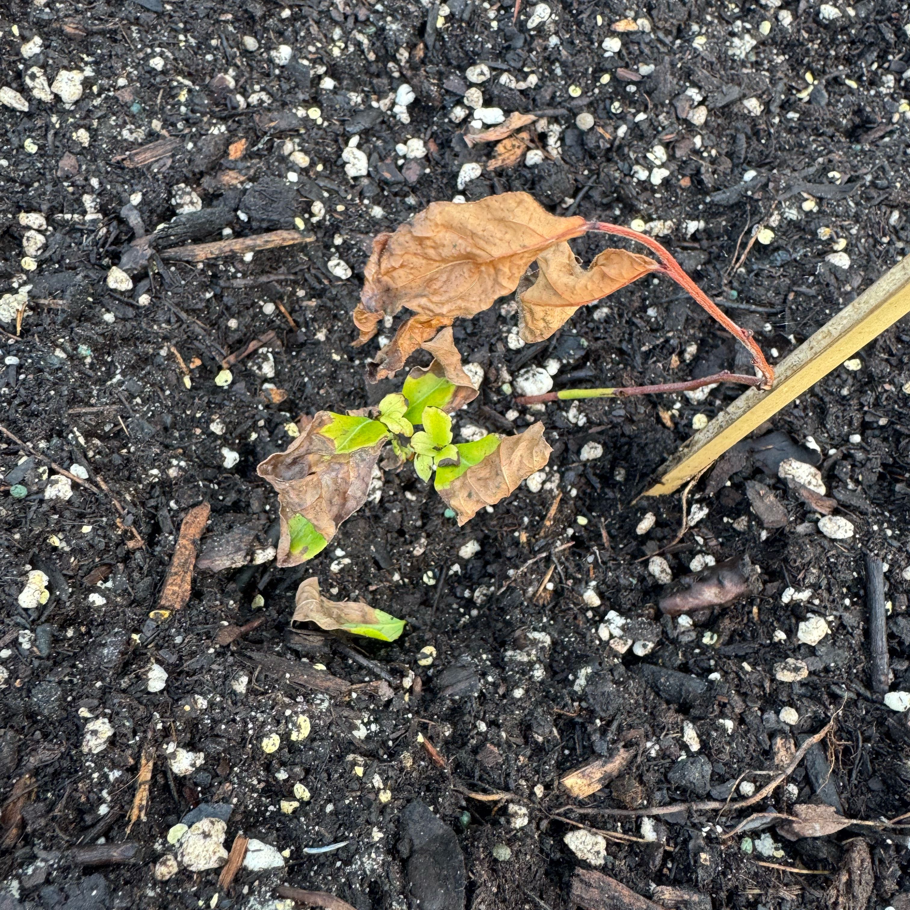 Photo of the plant species Blueray Blueberry by @StaunchPinoak32 named Daphne on Greg, the plant care app