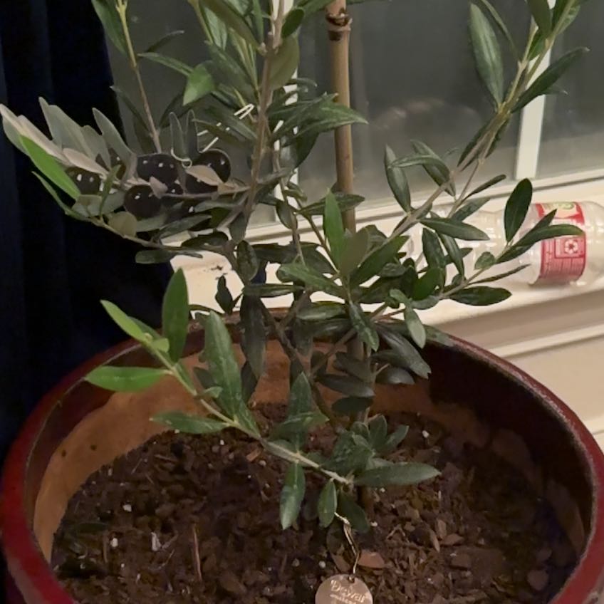 Photo of the plant species Arbequina Olive Tree by @RobustMaitake51 named Willow on Greg, the plant care app