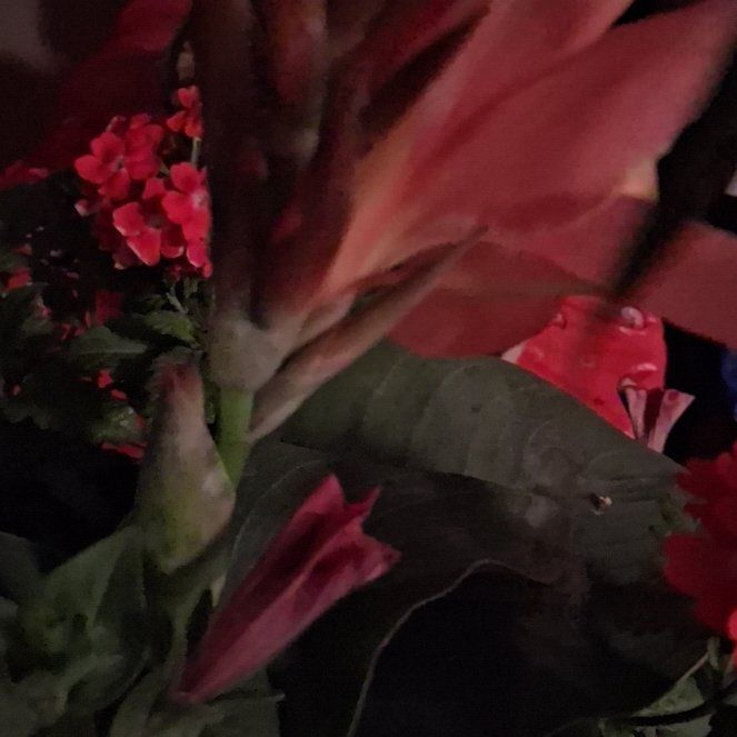 Photo of the plant species Red Ginger by @HighWoreya46 named Austen on Greg, the plant care app
