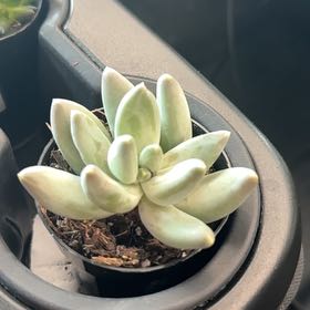 Photo of the plant species Silver Bracts by @YoungQuincula88 named Dax on Greg, the plant care app