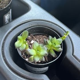 Photo of the plant species Sedeveria 'Jet Beads' by @YoungQuincula88 named Gregarious on Greg, the plant care app