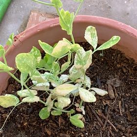 Photo of the plant species Peas by @ProToropapa6 named Zeus on Greg, the plant care app