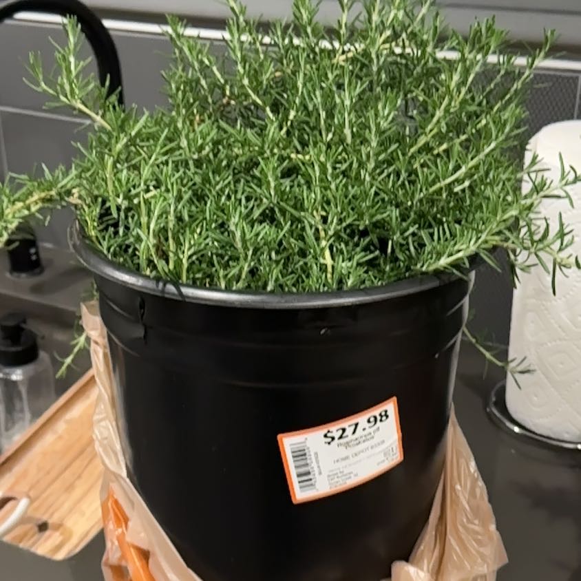 Photo of the plant species rosemary by @KeySandleek42 named Rihanna on Greg, the plant care app