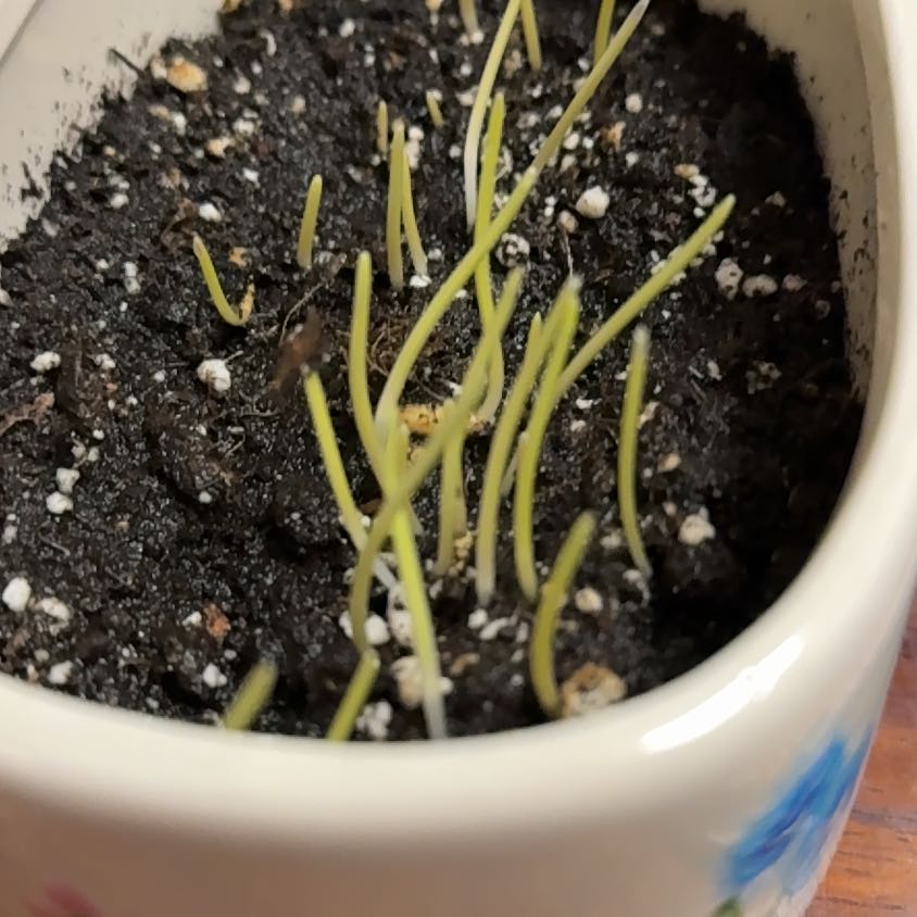 Photo of the plant species cat grass by @ChicEndive40 named ST on Greg, the plant care app