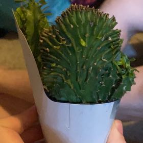 Photo of the plant species Euphorbia by @JollyRose61 named Phorbs on Greg, the plant care app