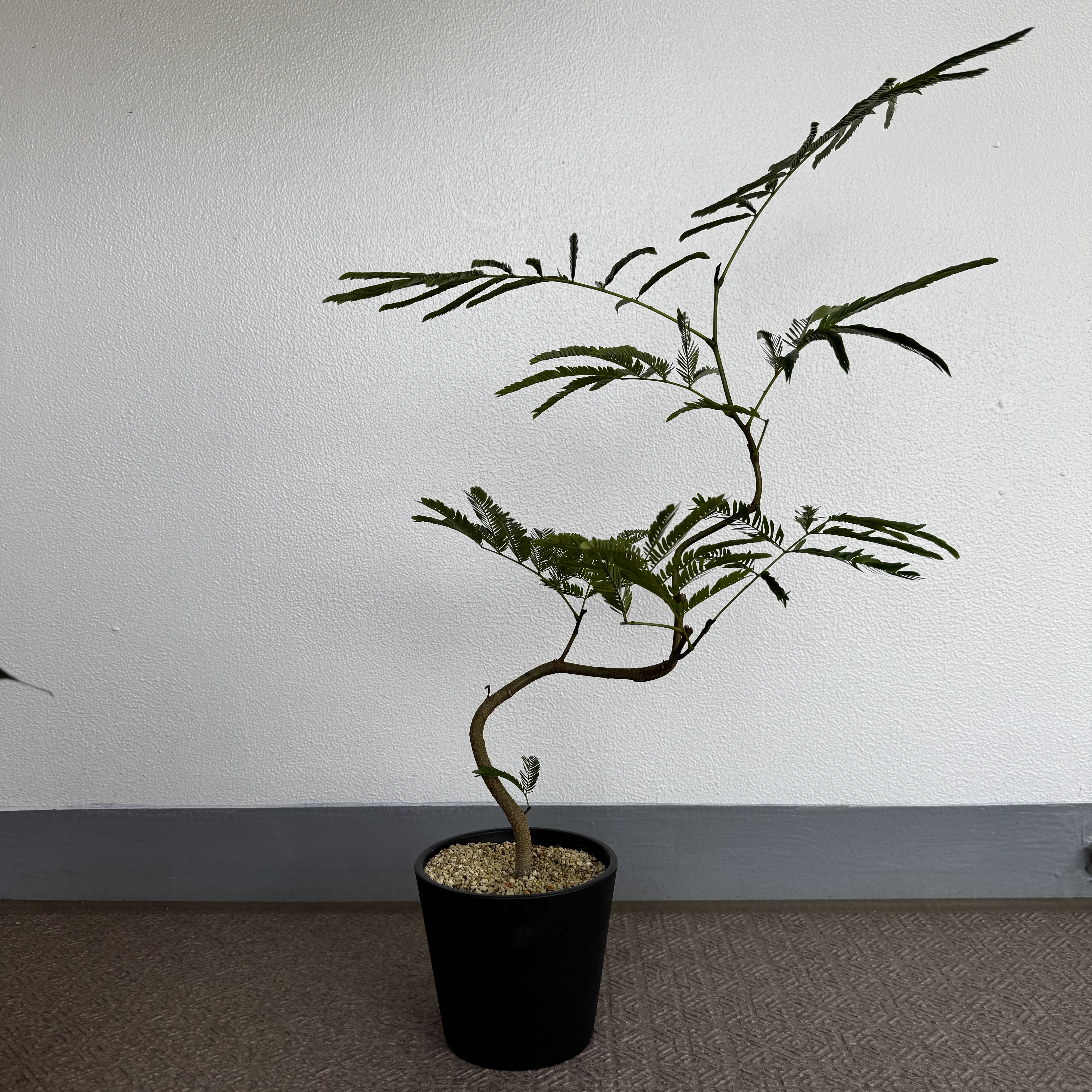 Photo of the plant species Albizia Julibrissin by @RichPipevine80 named Miley on Greg, the plant care app