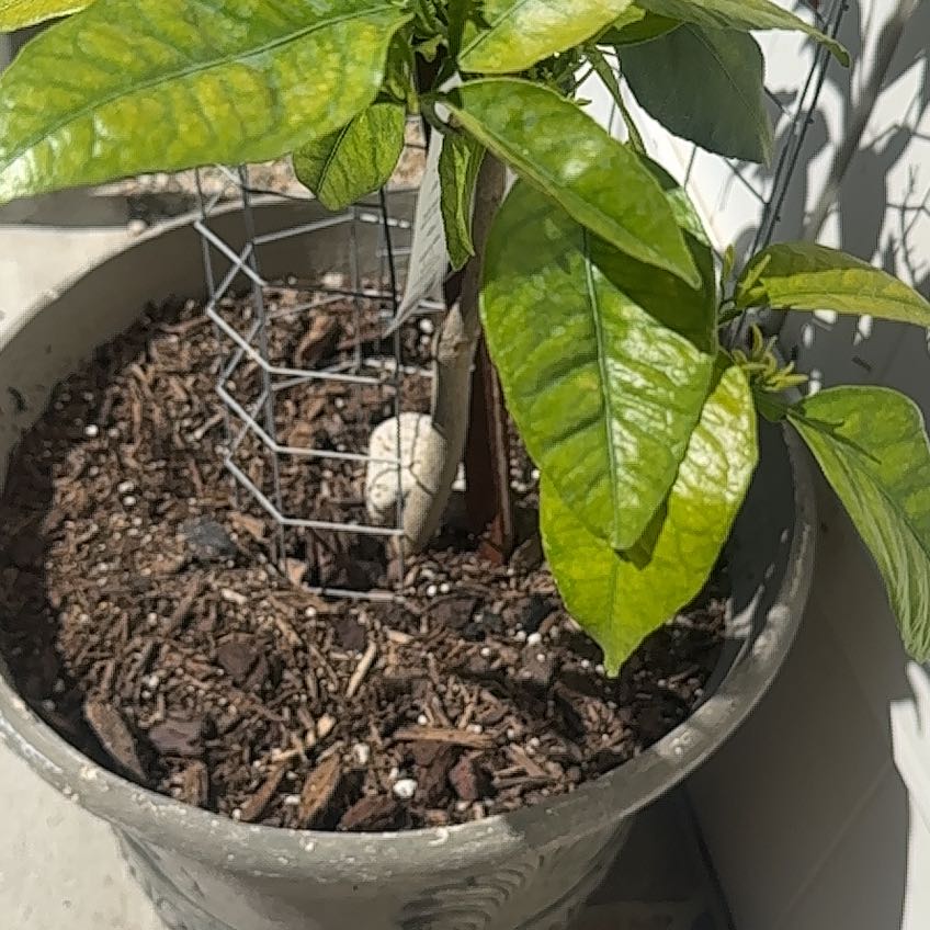 Photo of the plant species Page Mandarin Tree by @YesPigfern84 named Mollie on Greg, the plant care app
