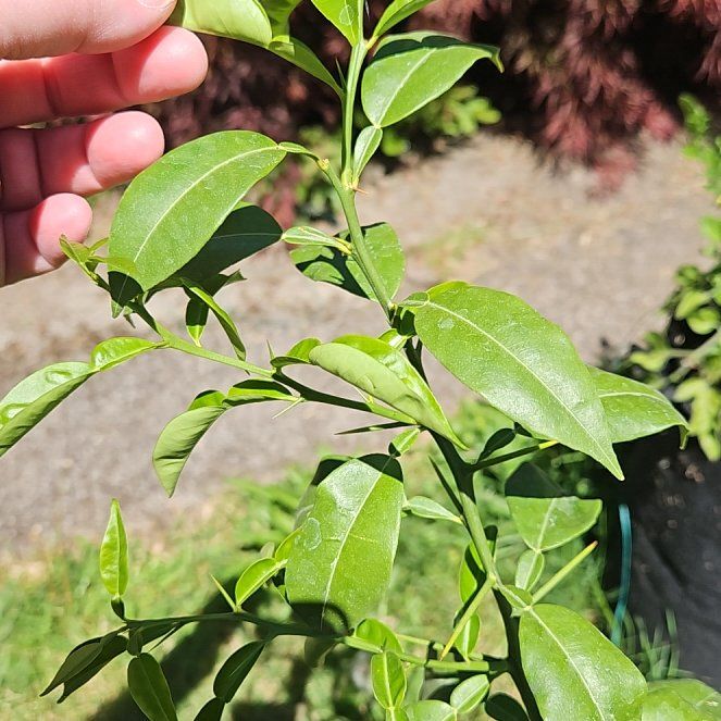 Photo of the plant species Sudachi Hybrid Yuzu by @GoodyPandan48 named Muhammad Ali on Greg, the plant care app