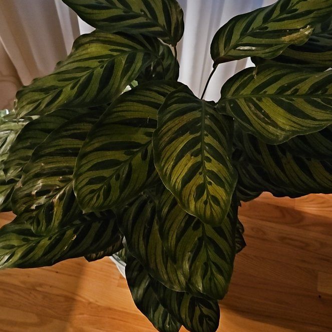 Photo of the plant species Peacock Plant by @HeirRaintree89 named Doja Cat on Greg, the plant care app