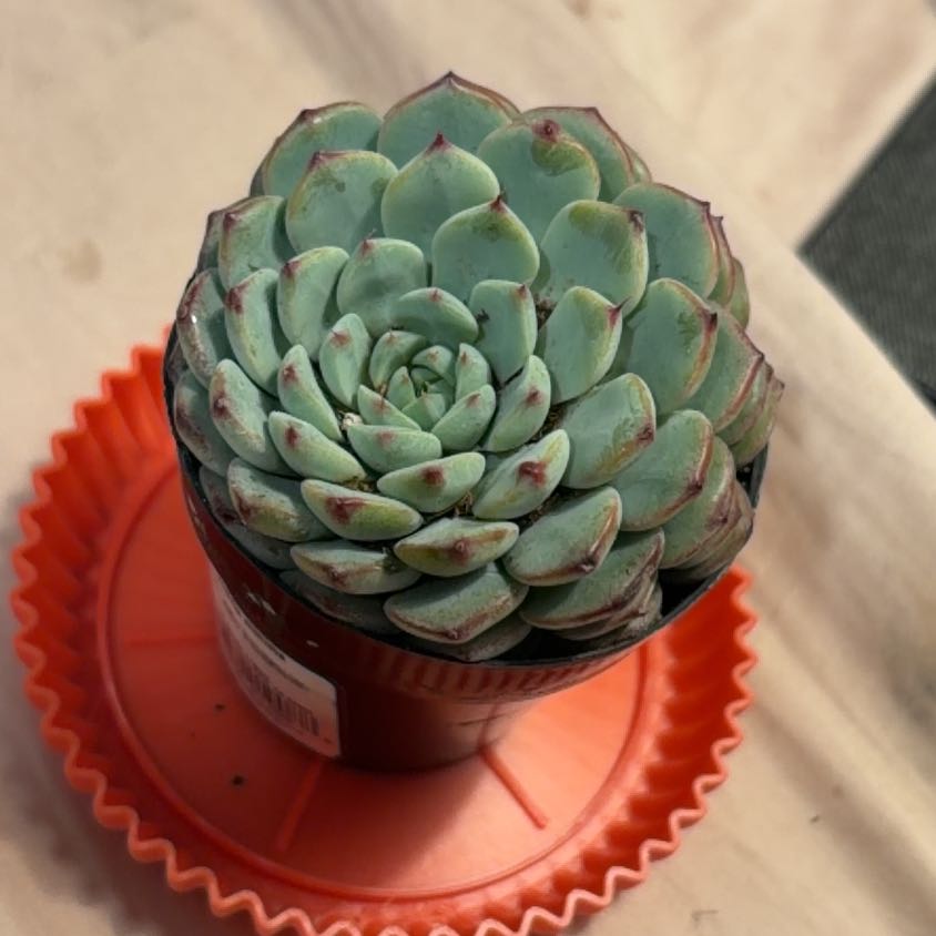 Photo of the plant species Echeveria Minima by @GiddyYuzu99 named Spike🌵 on Greg, the plant care app