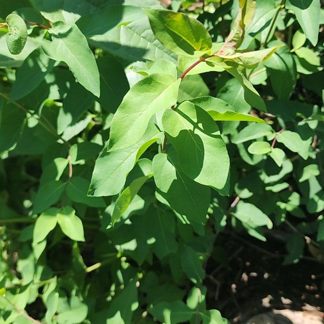 Photo of the plant species Tatarian Honeysuckle by @TryIcecaps96 named Doja Cat on Greg, the plant care app