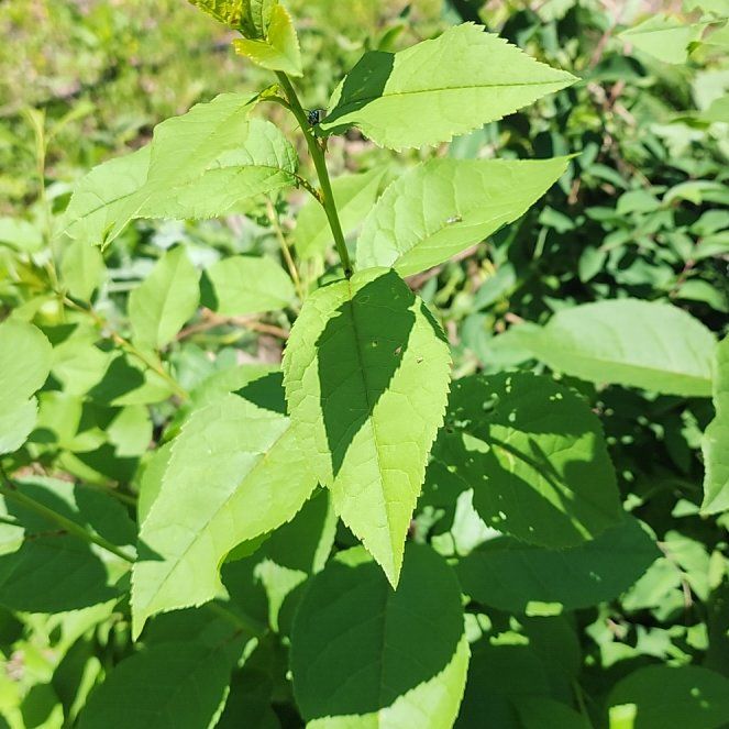 Photo of the plant species Asian Bittersweet by @TryIcecaps96 named Bruce Lee on Greg, the plant care app