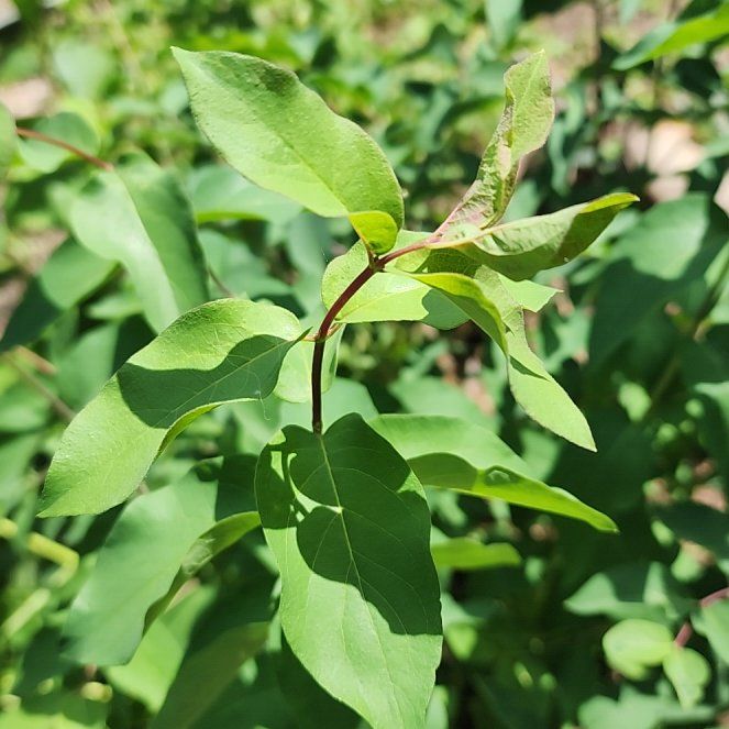 Photo of the plant species Amelanchier Alnifolia by @TryIcecaps96 named Sage on Greg, the plant care app