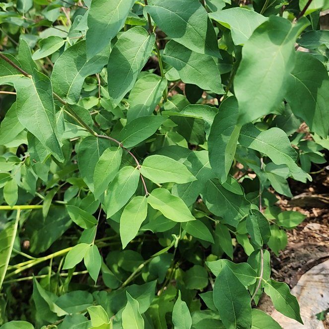 Photo of the plant species Amur Honeysuckle by @TryIcecaps96 named Duke on Greg, the plant care app