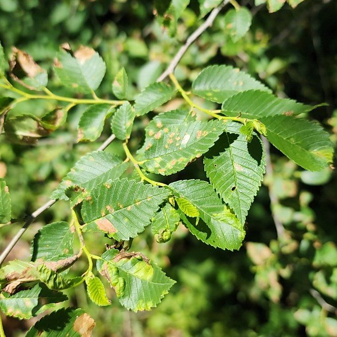 Photo of the plant species Siberian Elm by @TryIcecaps96 named Maya on Greg, the plant care app