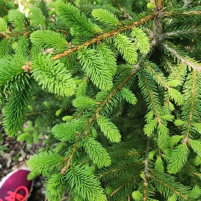 Photo of the plant species Eastern Spruce by @TryIcecaps96 named Clooney on Greg, the plant care app