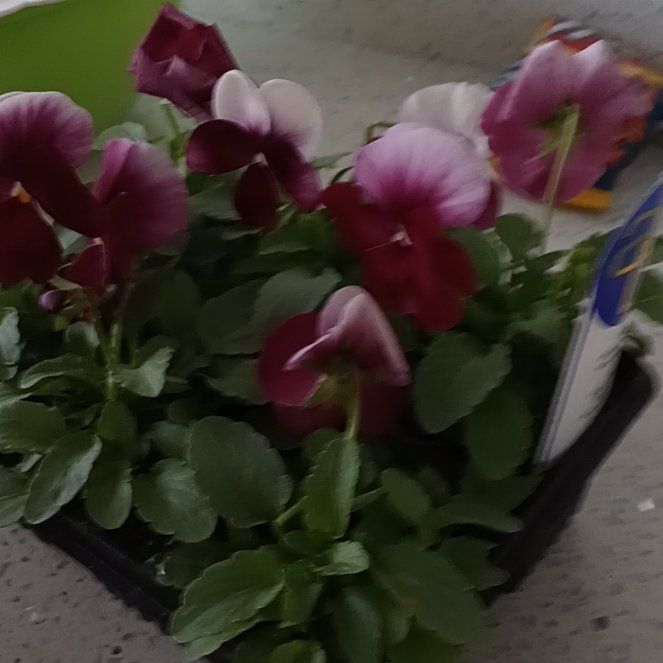 Photo of the plant species Wild Pansy by @AproposIcarus13 named Rosey on Greg, the plant care app