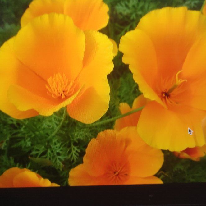 Photo of the plant species California Poppy by @LightJuniper67 named Achilles on Greg, the plant care app