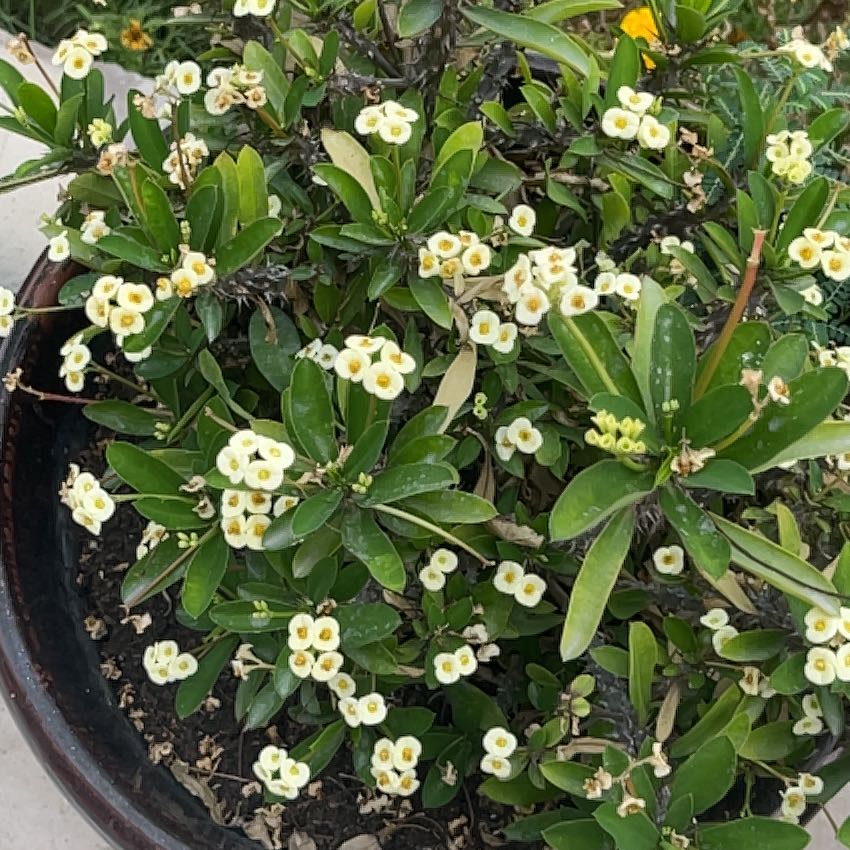 Photo of the plant species Japanese Cheesewood by @CaringOakmoss92 named Apollo on Greg, the plant care app