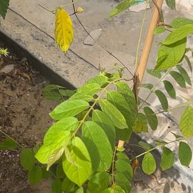 Photo of the plant species Chinese Honeysuckle by @CaringOakmoss92 named Diana on Greg, the plant care app